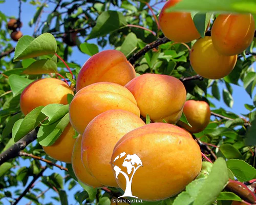 نهال زردآلو عسگر آبادی