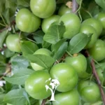 نهال گوجه سبز شهریار