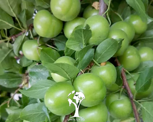 نهال گوجه سبز شهریار