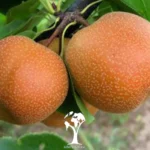 نهال گلابی پرتقالی
