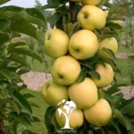 نهال سیب زرد فرانسه