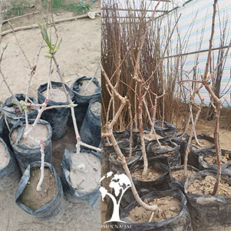 خرید نهال پسته